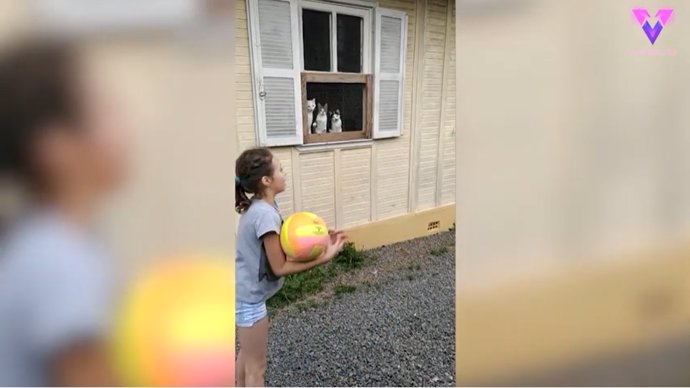 El vídeo de estos tres gatos viendo jugar a dos niñas con una pelota se hace viral