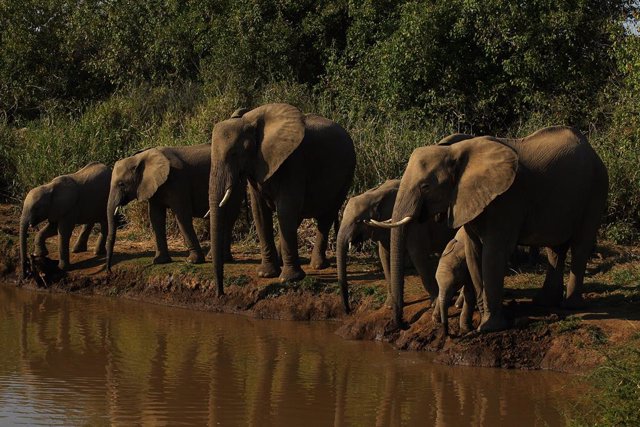 Botsuana.- Una bacteria transmitida por el agua, responsable de la muerte  de centenares de elefantes en Botsuana