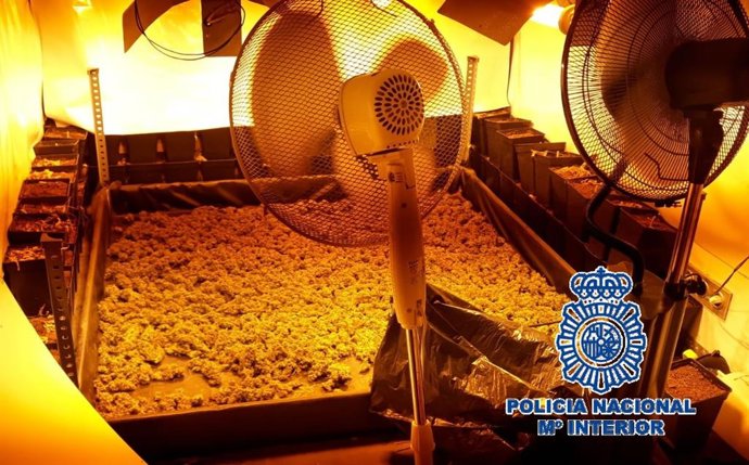 Nota De Prensa Y Foto (La Policía Nacional Desmantela En Málaga Un Cultivo Intensivo De Marihuana Y Detiene A Una Pareja Por Un Delito De Tráfico De Drogas )