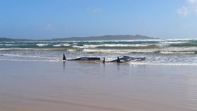 Ballenas piloto varadas en la isla de Tasmania, en Australia