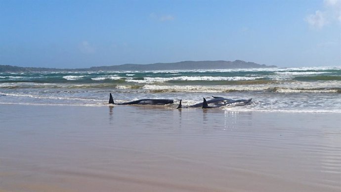 Australia.- En marcha una operación de rescate para 270 ballenas piloto varadas 