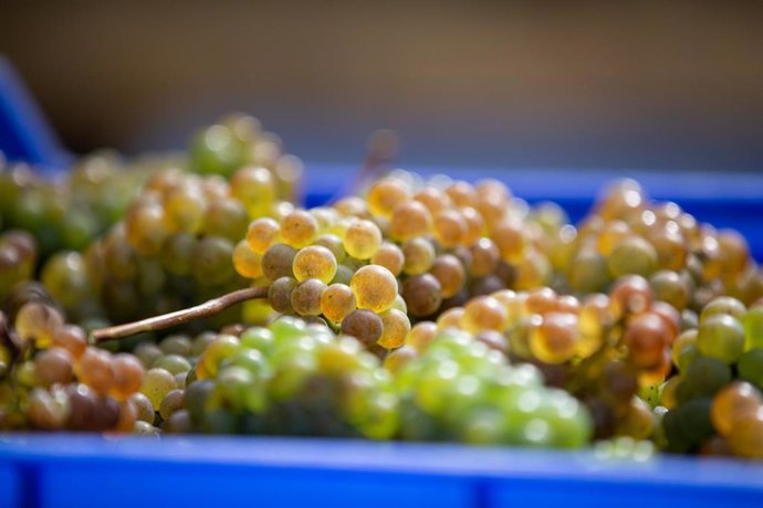 Cestos de uvas