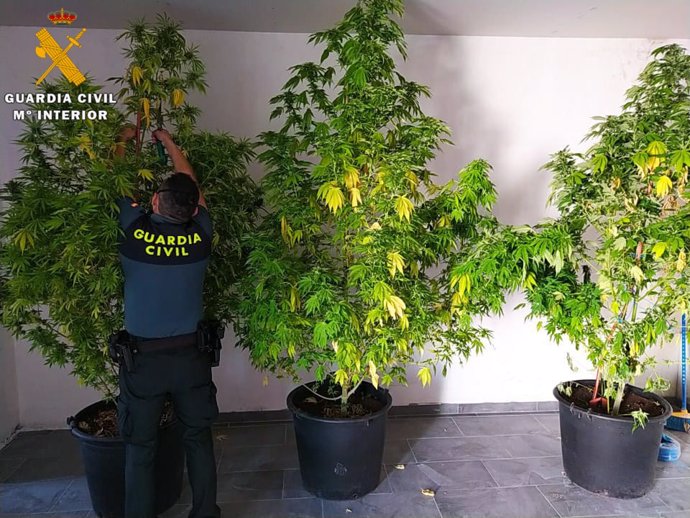 Sucesos.- Siete investigados en Segovia por cultivar plantas de cannabis en seis
