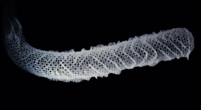 El esqueleto de Euplectella aspergillum, una esponja marina de aguas profundas.