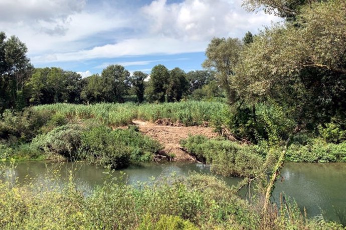 Un tram del riu Fluvi al seu pas pels Aiguamolls de l'Empord, després de l'actuació per retirar les restes vegetals. Imatge cedida el 22 de setembre del 2020 (Horitzontal)