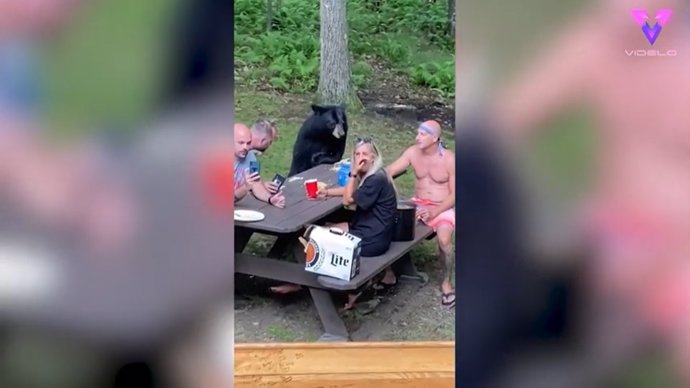 Un oso negro se une a un picnic familiar y termina integrándose como uno más