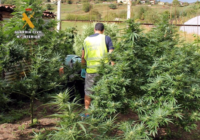 Plantación de marihuana desmantelada en Guriezo