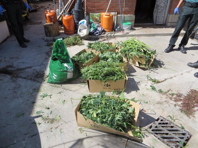 Plantas de marihuana aprehendidas en una plantación en un patio de Quintanilla de Onésimo.