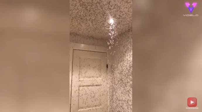 Miles de insectos voladores aprovechan una ventana abierta para colonizar un baño