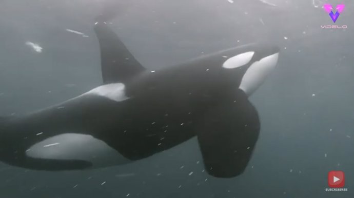 Tras cinco años de intentos, este fotógrafo consigue filmar de cerca a un grupo de orcas
