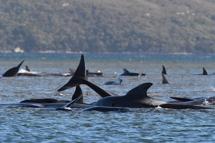 A pod of whales, believed to be pilot whales, have become stranded on a sandbar at Macquarie Harbour, Tasmania, Monday, September 21, 2020. (AAP Image/The Advocate, Pool) NO ARCHIVING