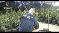 Localizada una plantación de marihuana con más de 1.400 plantas en una nave de Calañas (Huelva)
