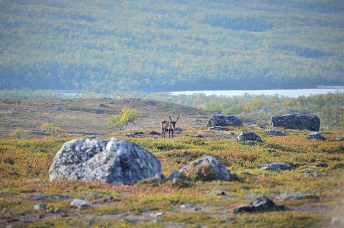 Cuando la tundra ártica se pone verde, experimentando un mayor crecimiento de las plantas, puede afectar a las especies de vida silvestre, incluidos los renos y el caribú.