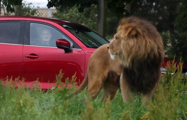 29 June 2020, Scotland, Stirling: People in a car look on as they make their way through the lion reserve at Blair Drummond Safari Park, near Stirling, which reopens today as part of Scotland's phased plan to ease out of the coronavirus lockdown. Photo: A