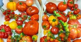 Un proyecto europeo liderado desde Valncia trabaja en tomates con más sabor y resistentes a nuevos virus