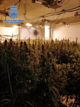 Cultivo ilegal de marihuana en Olías del Rey.