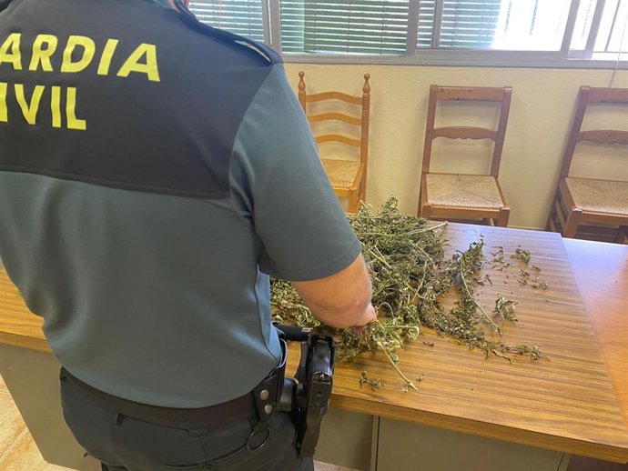 Agente de la guardia Civil junto a una planta de cáñamo