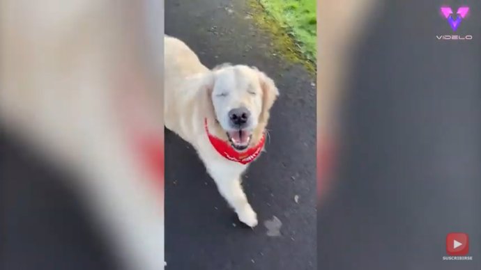 Este perro ciego consigue su propio perro guía: un adorable cachorro de 16 semanas