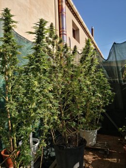 Plantas de marihuana en Les Borges Blanques.
