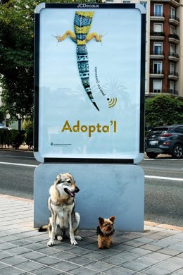 Valncia lanza la campaña 'Conexión animal' para fomentar la adopción  