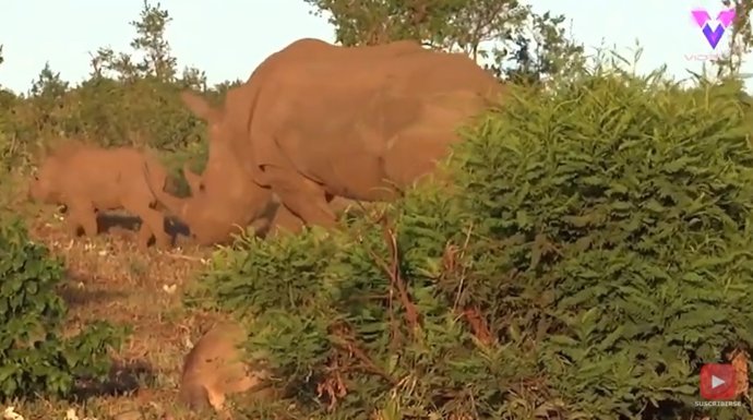 Esta mamá rinoceronte protege a su cría de un león hambriento