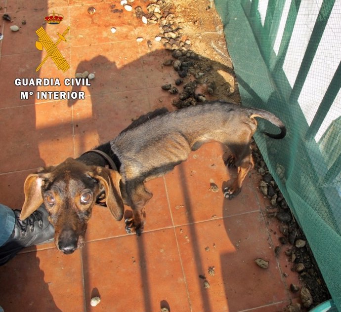 Perro en estado de desnutrición hallado en Alburquerque
