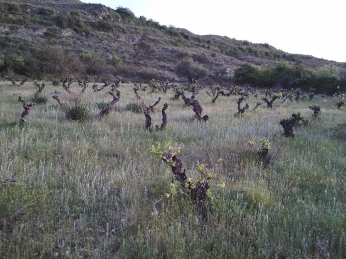 Cogolludo (Guadalajara) recuperará cepas autóctonas anteriores a la plaga de filoxera más de un siglo después