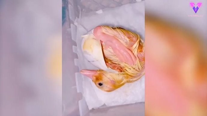 Esta mujer compra huevos en un supermercado de Reino Unido, incuba uno de ellos y termina naciendo un patito
