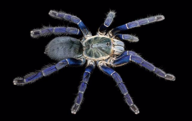 Una tarántula azul cobalto (Hapolpelma lividum), con pelos de color azul cobalto brillante en sus patas.