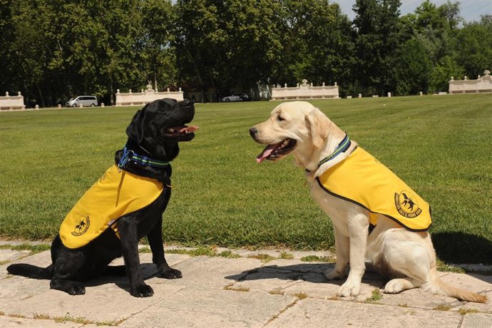 Extremadura cuenta con 18 perros guía de la Fundación ONCE