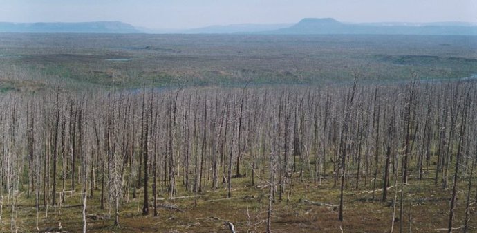 Los anillos de árboles alertan de una polución agravada del Ártico ruso