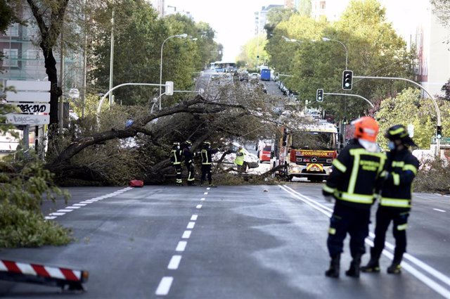 Bomberos trabajan en la zona de la calle de Príncipe de Vergara donde un árbol de grandes dimensiones se ha desplomado 