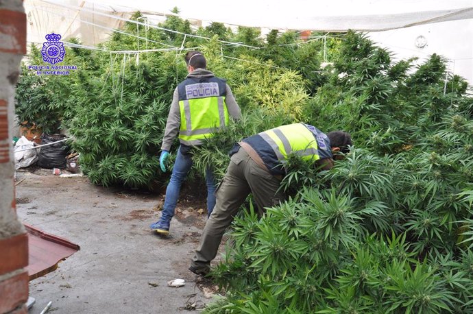 Plantación de marihuana en una vivienda del barrio España de Valladolid.