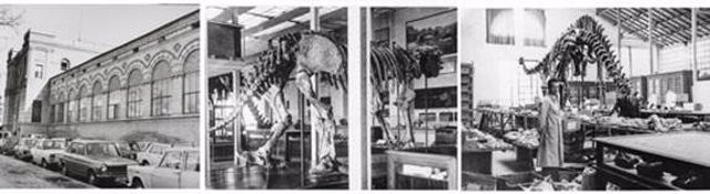 El libro 'Del elefante a los dinosaurios' muestra la historia del MNCN desde 1939 a 1985.
