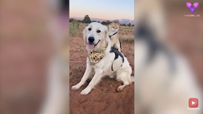 La amistad entre Samson, un Golden Retriever de dos años, y Cleo, una gata de seis meses, se ha hecho viral en Internet