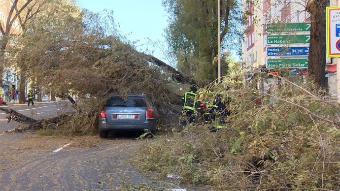 Se desploma un gran árbol sobre un coche en marcha en Príncipe de Vergara
