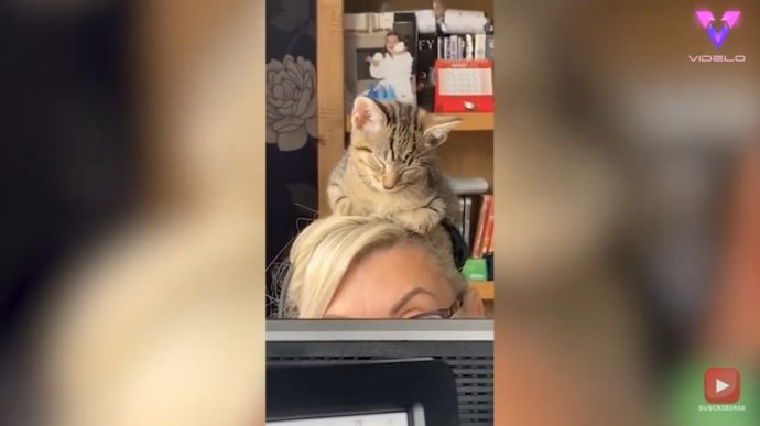 Este gato durmiendo en la cabeza de su dueña mientras teletrabaja es muy 2020