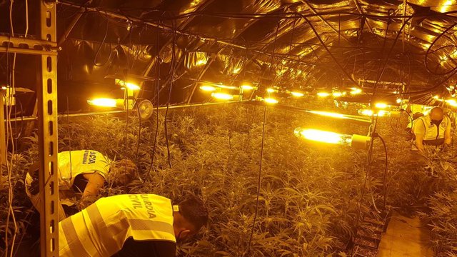 Desarticulat un grup criminal per tràfic internacional de marihuana