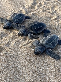 Tortugas bobas