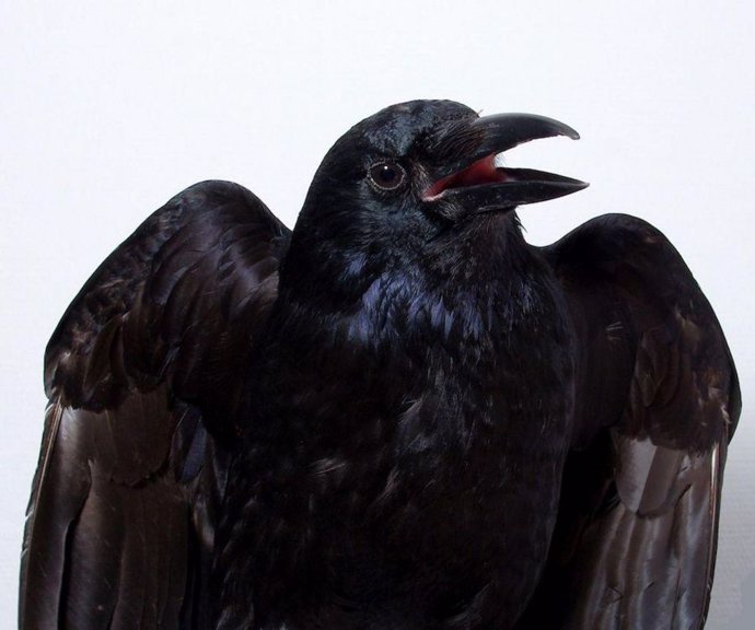 Los cuervos son capaces de percibir conscientemente la información sensorial,