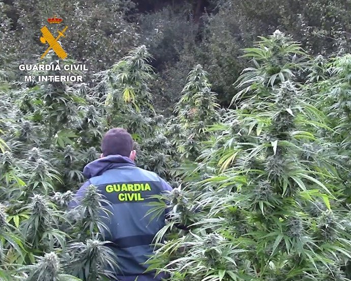 Plantación de marihuana descubierta en una paraje recóndito de la comarca de Montes de Oca, en la provincia de Burgos.