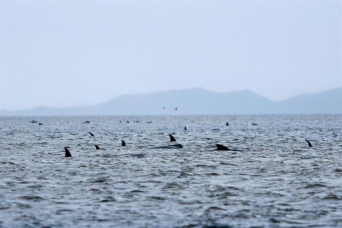 Parte de las ballenas varadas en Tasmania