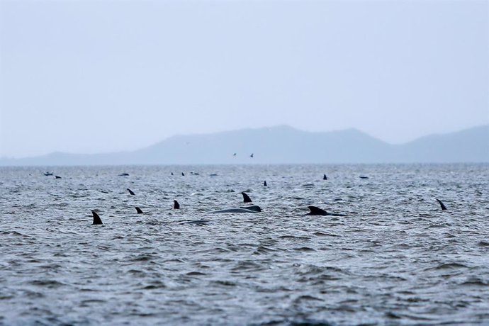 Australia.- Australia consigue finalmente rescatar a 108 de las ballenas varadas
