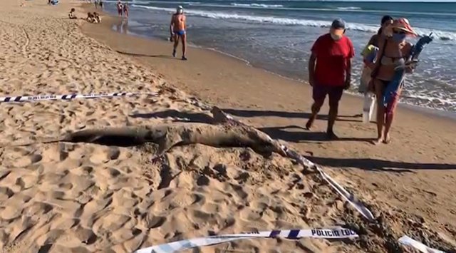 Tiburón muerto en Guardamar del Segura