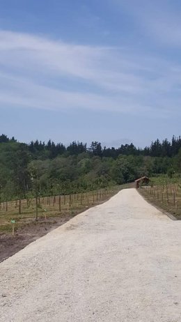     La cooperativa Campoastur  cuenta con el 'Paseo de las 100 variedades', una finca donde crecen, actualmente, 106 variedades autóctonas de manzana de sidra, tanto las más habituales como otras menos extendidas