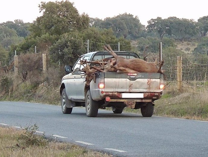 Ciervos abatidos en una montería en Monfragüe.