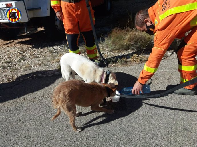 Perros rescatados de un barranco en Teresa de Cofrentes