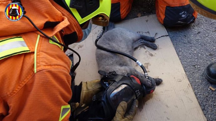 Bomberos asisten a un gato rescatado de un incendio