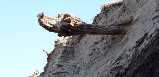Restos de un árbol afloran en un estrato del terreno en Siberia