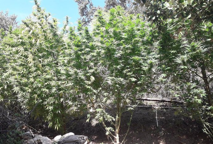 Plantas de marihuana localizadas por Policía Foral en Riezu